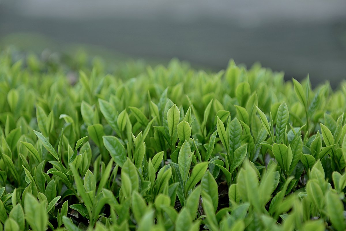 深圳品牌設(shè)計(jì)  深圳品牌策劃  茶查理茶業(yè)品牌形象設(shè)計(jì)  場(chǎng)景拍攝